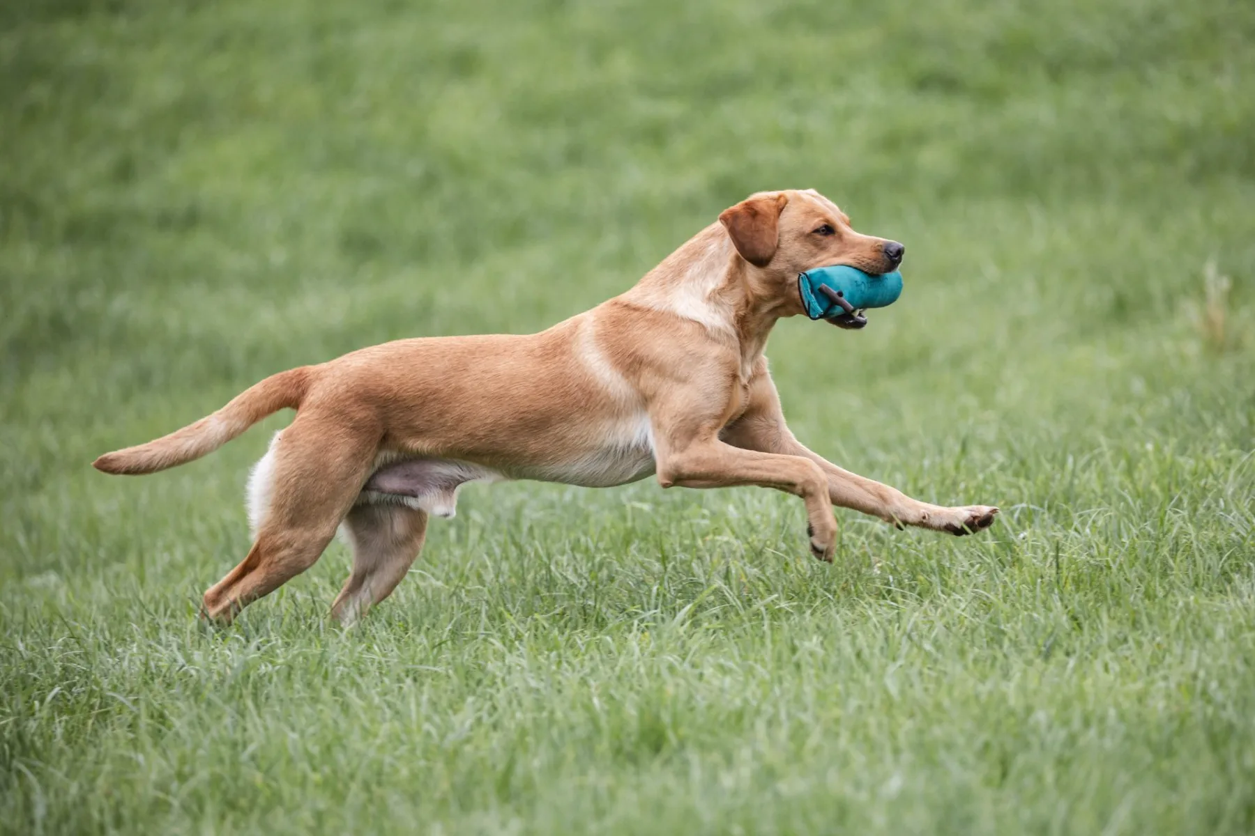 Juma vom Hofesaat – Labrador Retriever Deckrüde im Lauf mit Dummy